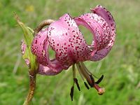 Lilium martagon - Tuerkenbundlilie