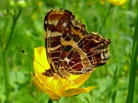 Schmetterlinge: Landkaertchen im Freiburger Mooswald